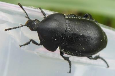 <i>Ablattaria laevigata</i>