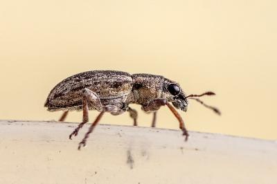 <i>Sitona</i>