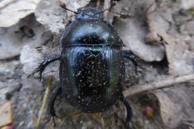 <i>Anoplotrupes stercorosus</i>