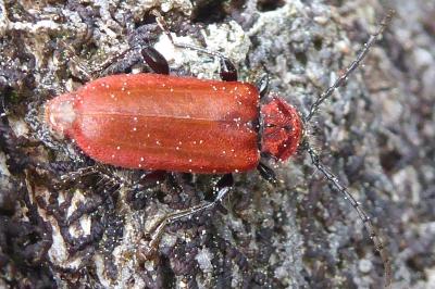 <i>Pyrrhidium sanguineum</i>