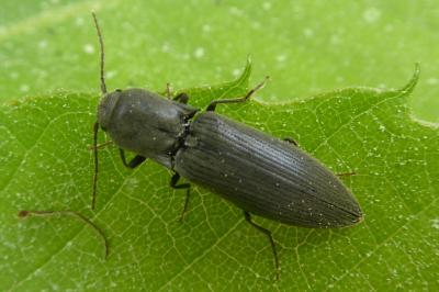 <i>Agriotes pilosellus</i>
