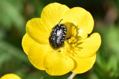 <i>Oxythyrea funesta</i>
