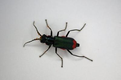 <i>Malachius bipustulatus</i>
