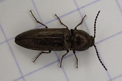<i>Cidnopus pilosus</i>