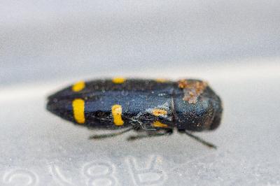 <i>Ptosima undecimmaculata</i>