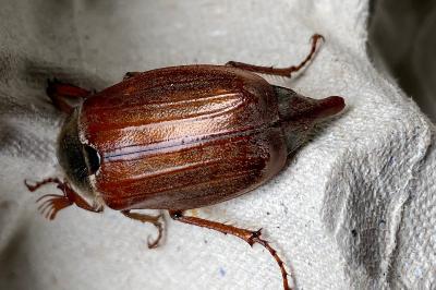 <i>Melolontha melolontha</i>