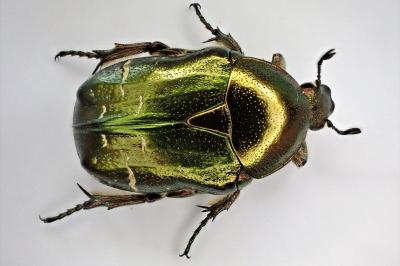 <i>Cetonia aurata</i>