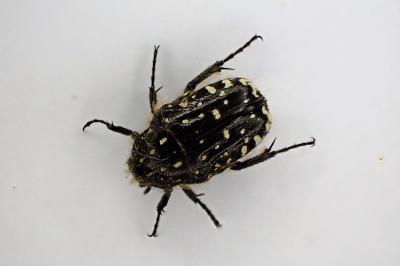 <i>Oxythyrea funesta</i>