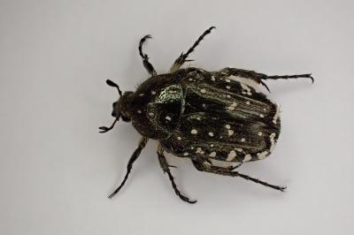 <i>Oxythyrea funesta</i>