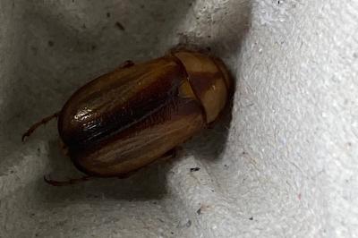 <i>Rhizotrogus aestivus</i>