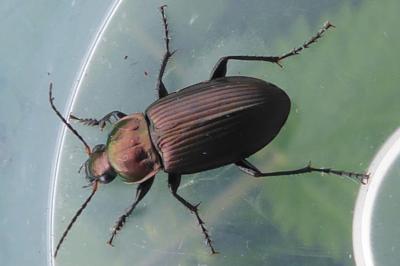 <i>Poecilus cupreus</i>