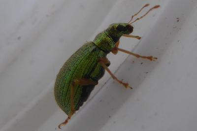 <i>Polydrusus pterygomalis</i>
