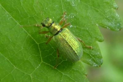 <i>Polydrusus pterygomalis</i>