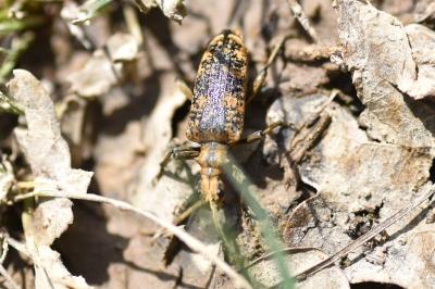 Lepturinae