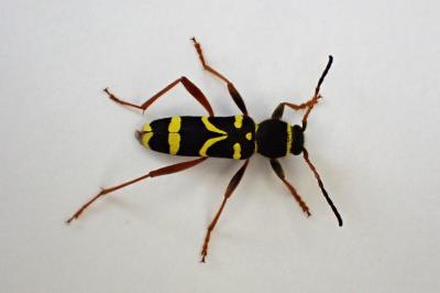<i>Clytus arietis</i>