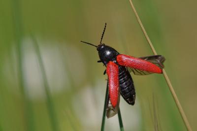 <i>Ampedus</i>