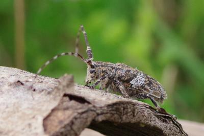 <i>Mesosa nebulosa</i>