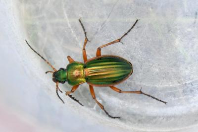 <i>Carabus auratus</i>