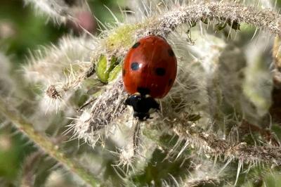 <i>Coccinella septempunctata</i>