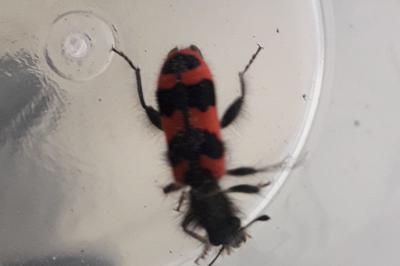 <i>Trichodes alvearius</i>