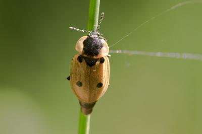 <i>Dendroxena quadrimaculata</i>