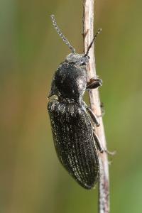 <i>Selatosomus latus</i>