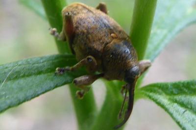 <i>Curculio nucum</i>