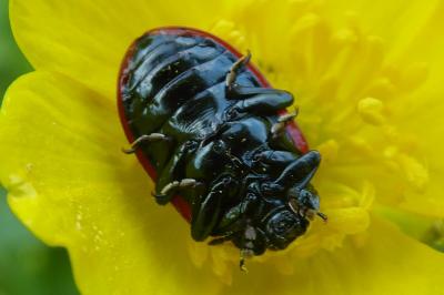 <i>Chrysomela populi</i>