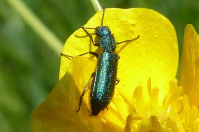 <i>Psilothrix viridicoerulea</i>