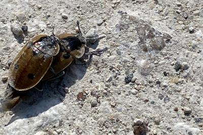<i>Dendroxena quadrimaculata</i>
