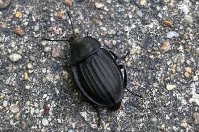 <i>Silpha carinata</i>