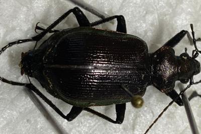 <i>Calosoma inquisitor</i>