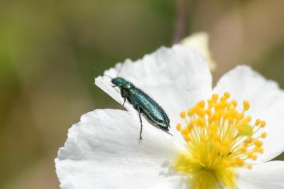 <i>Psilothrix viridicoerulea</i>