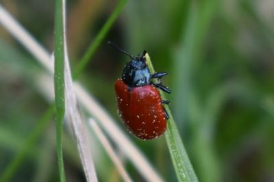 <i>Chrysomela populi</i>