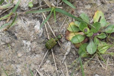 <i>Cicindela campestris</i>