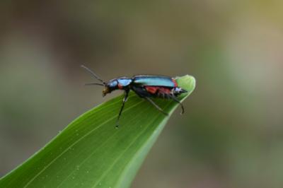 <i>Malachius bipustulatus</i>