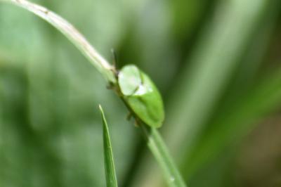 <i>Cassida viridis</i>