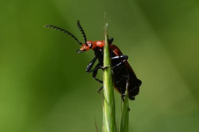 <i>Pyrochroa serraticornis</i>