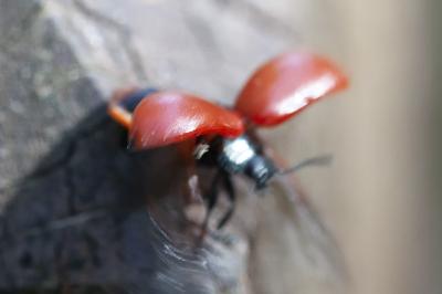 <i>Chrysomela populi</i>