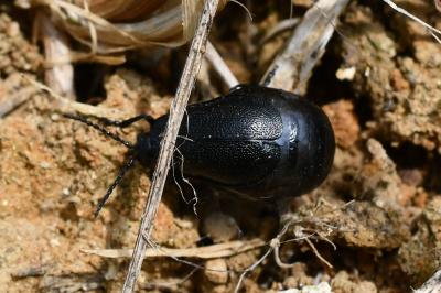 <i>Galeruca</i>