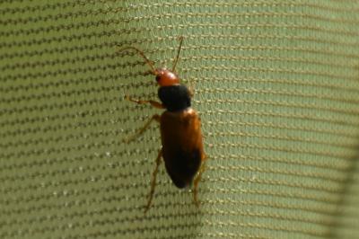 <i>Diachromus germanus</i>