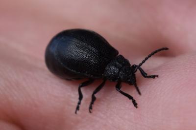 <i>Galeruca tanaceti</i>