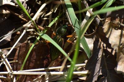 <i>Carabus auratus</i>