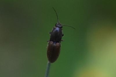 <i>Athous haemorrhoidalis</i>