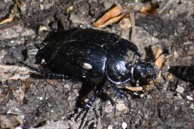 <i>Typhaeus typhoeus</i>