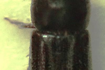 <i>Anisandrus dispar</i>