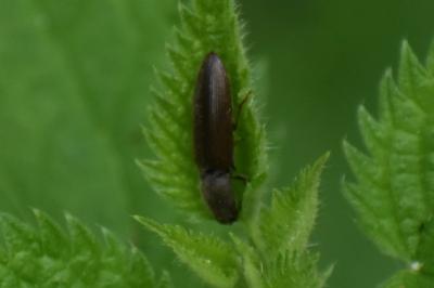 <i>Athous haemorrhoidalis</i>