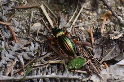 <i>Carabus auratus</i>