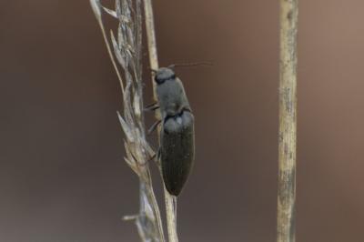 <i>Agriotes pilosellus</i>
