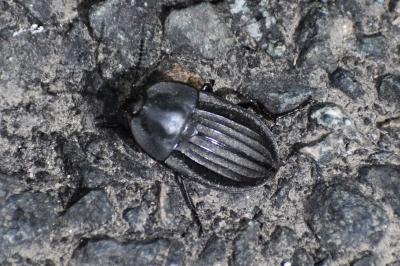 <i>Silpha carinata</i>